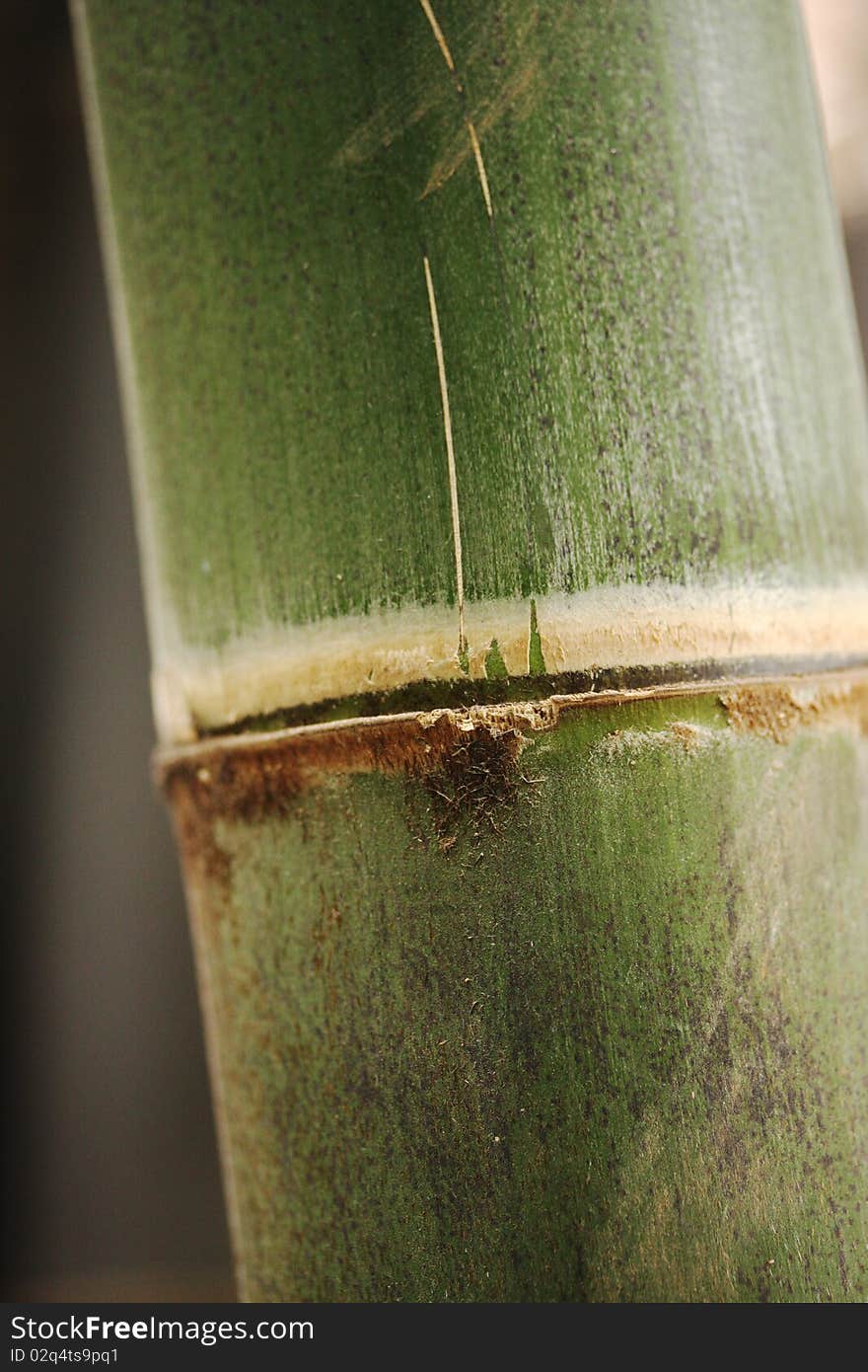 A bamboo string, photographed at the connection between two sections. A bamboo string, photographed at the connection between two sections