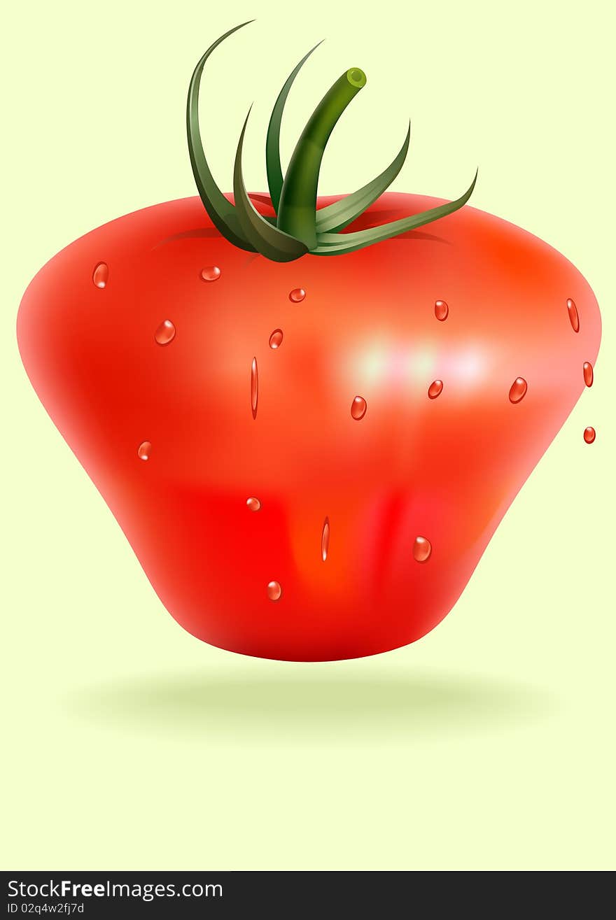 Tomatoes isolated on on white background. Photo-realistic  illustration. Tomatoes isolated on on white background. Photo-realistic  illustration.