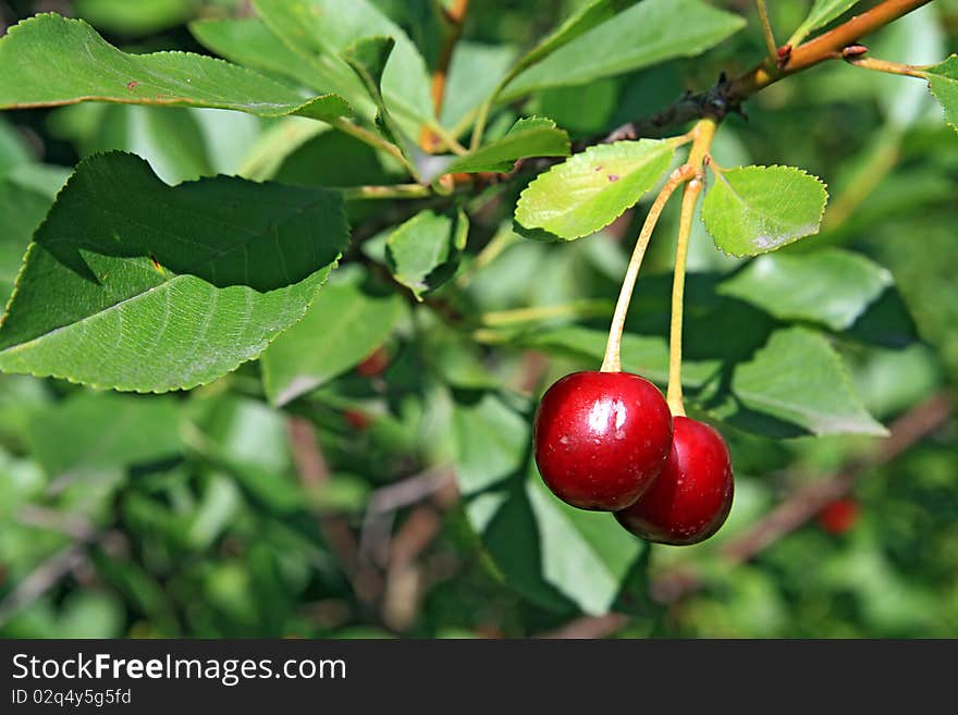 Ripe cherry amongst green sheet