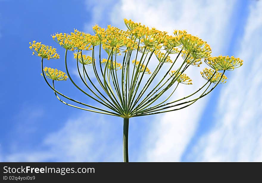 Yellow dill on celestial background