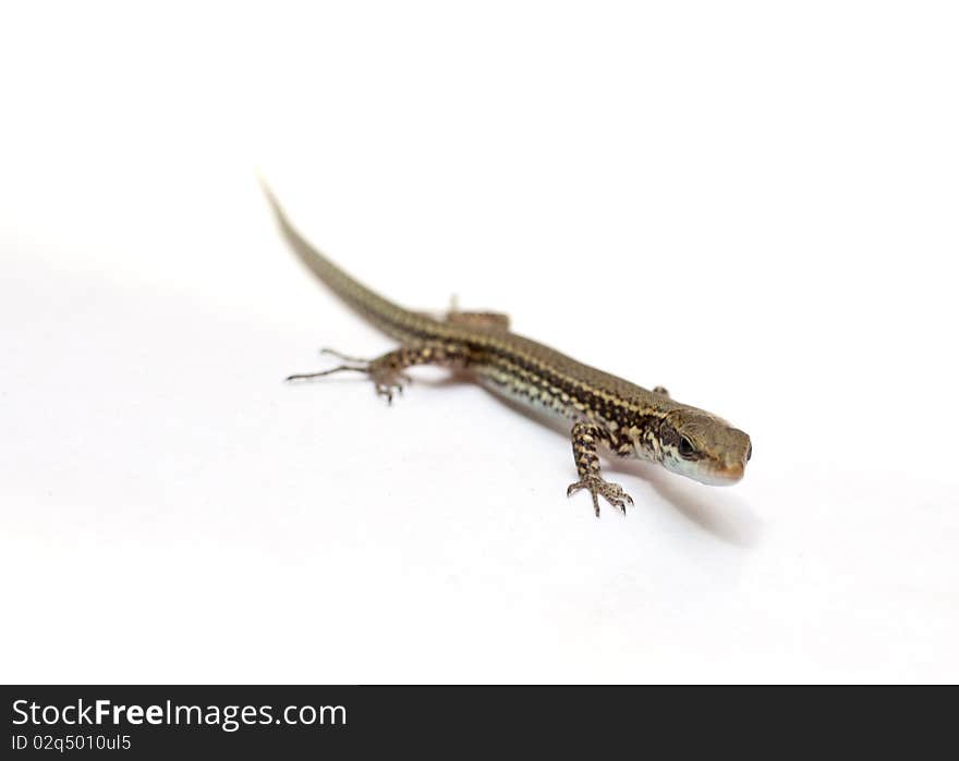 Lizard isolated on a white background