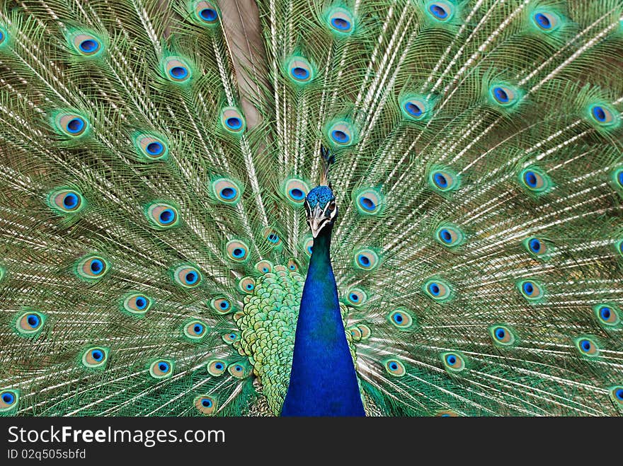 Peacock