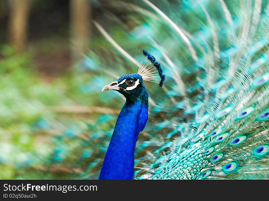 Peacock