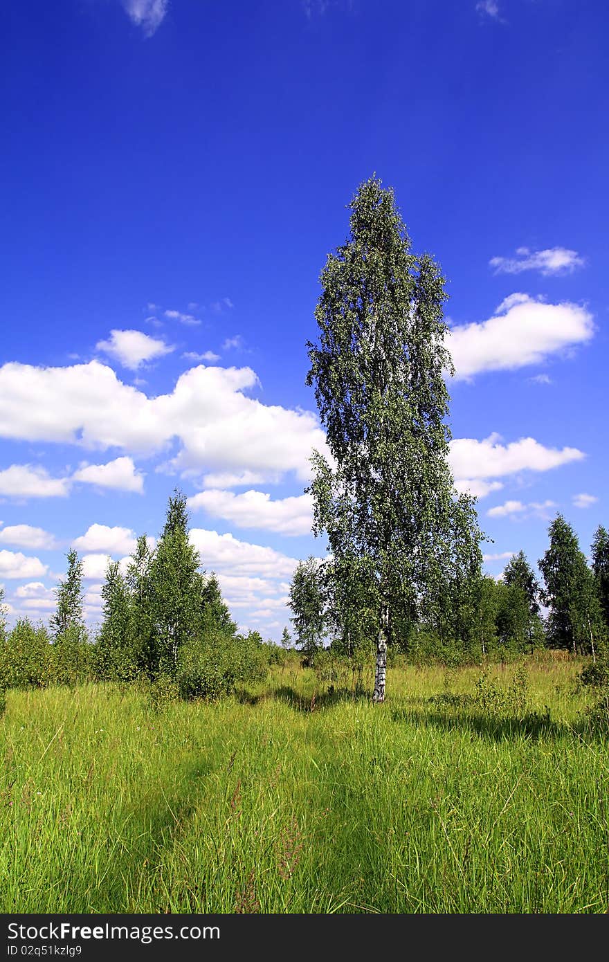 Big birch near rural road