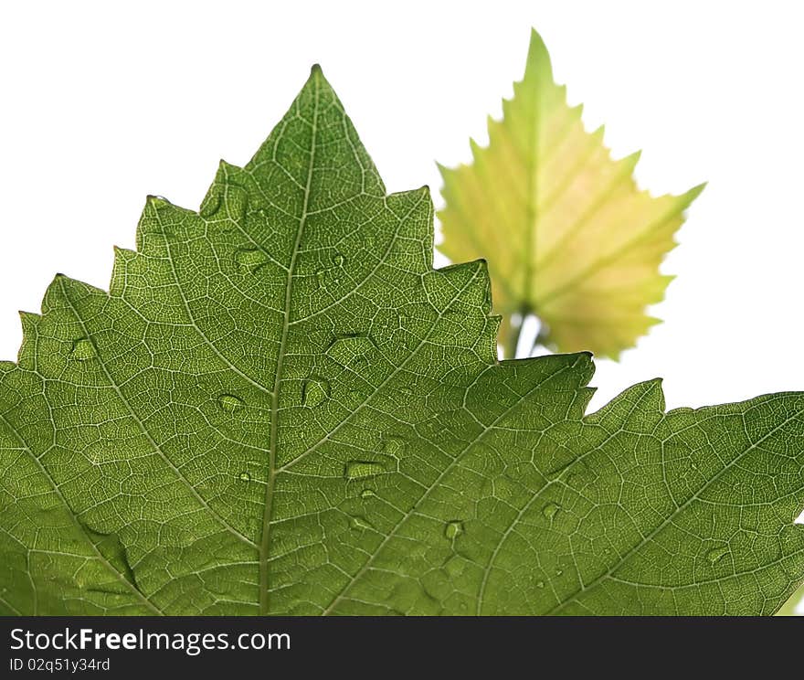 Smeared grape leaves on a white background. Raindrops