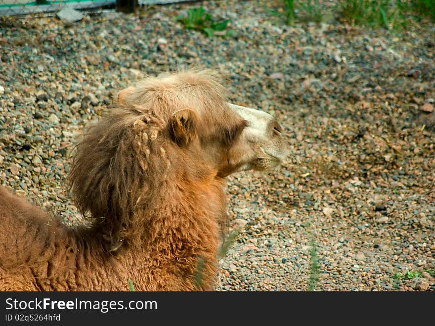 Red camel laying on a pebble. Red camel laying on a pebble