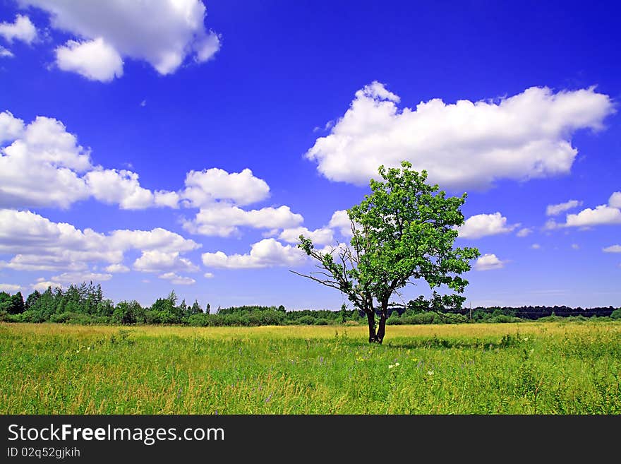 Small oak on summer field