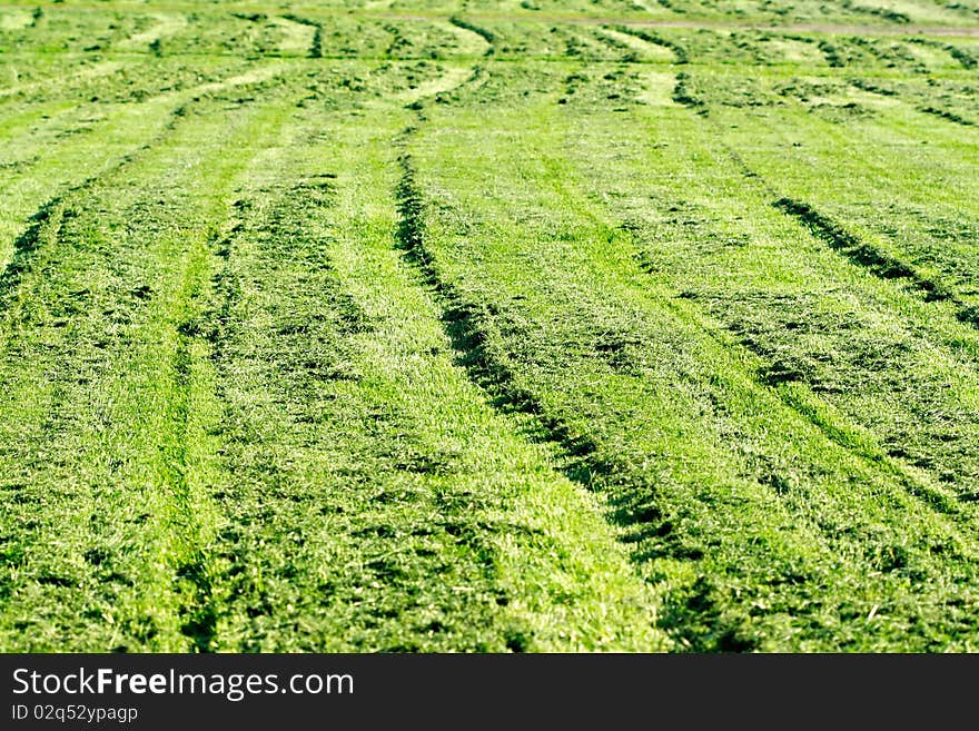 Haymaking time on a field in summer.