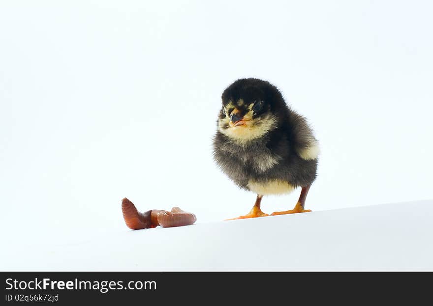 Small Chicken And It Dinner.