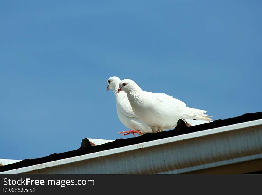 White doves with blue sky