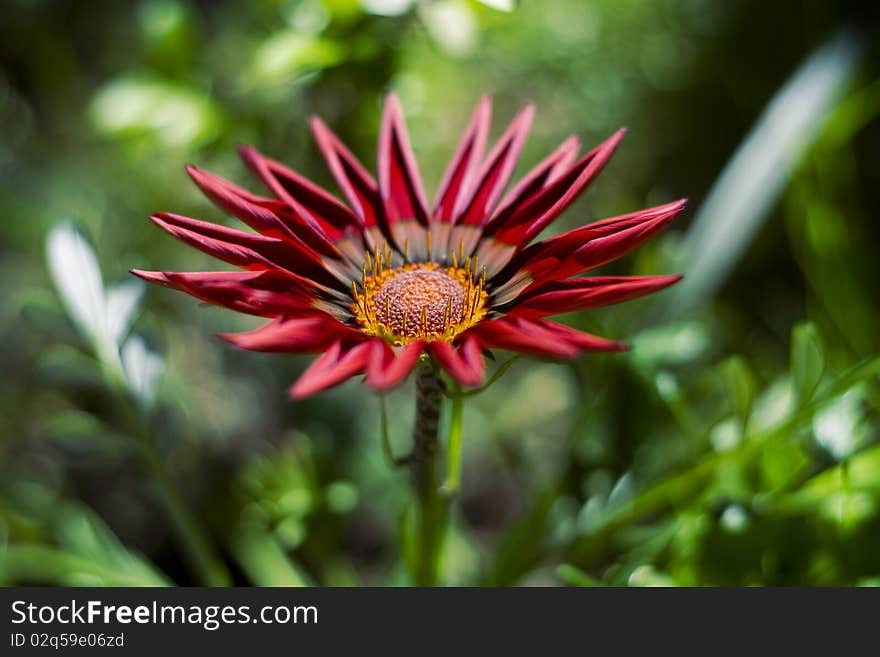 Red flower in garden against natural background