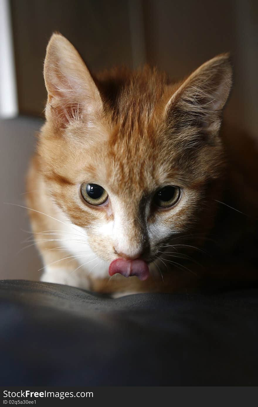 Cat licking her chops after a delicious meal. Cat licking her chops after a delicious meal