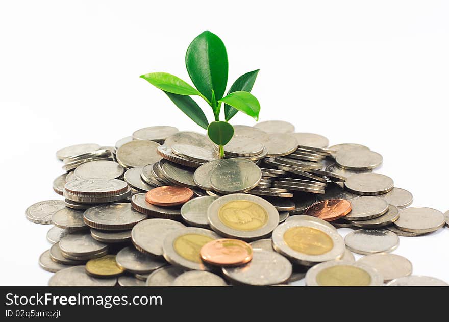 Little Plant Growing From Pile Of Coins