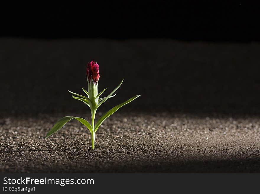 A young green plant growing out of brown soil.