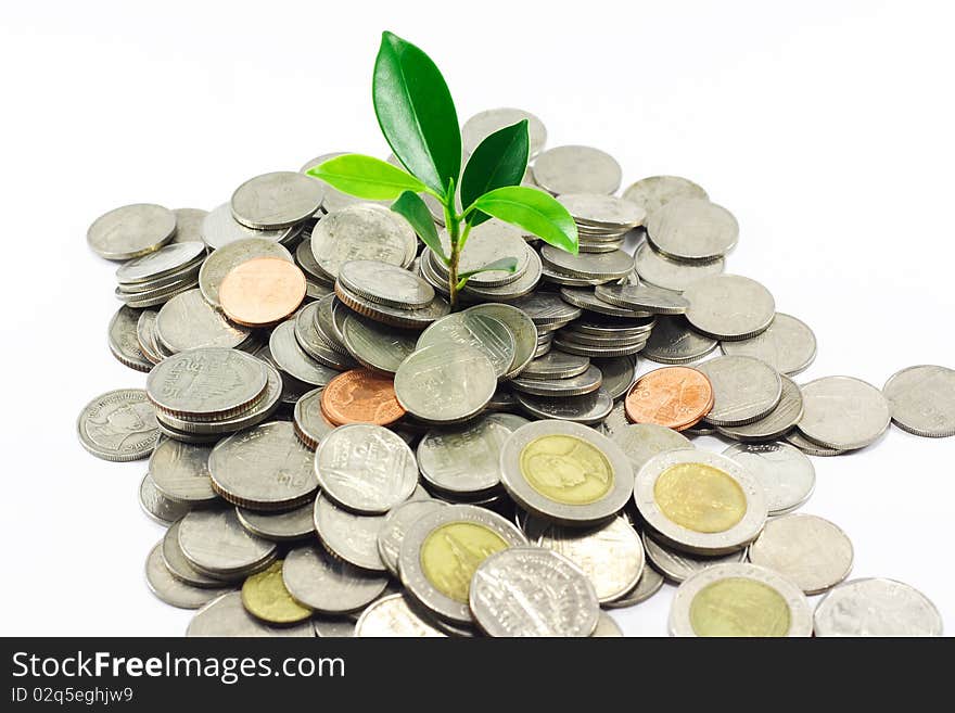 Little plant growing from pile of coins