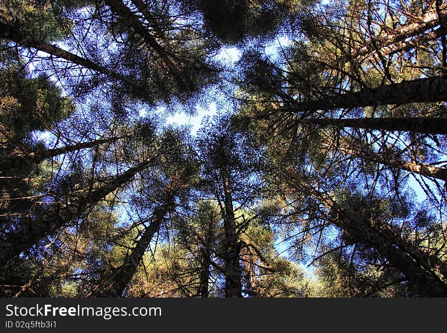 Looking upwards to the sky deep in an evergreen forest in the Pacific Northwest. Looking upwards to the sky deep in an evergreen forest in the Pacific Northwest