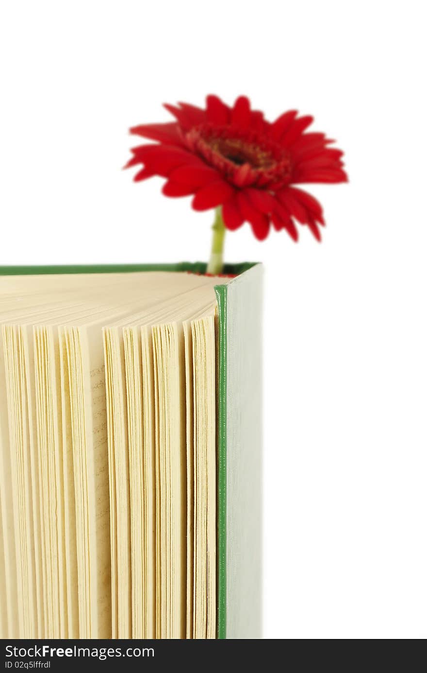 Book with a red flower between pages. Book with a red flower between pages.