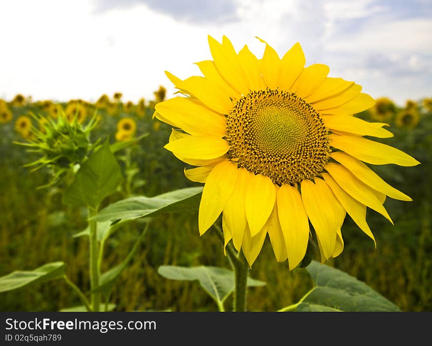 Yellow sunflower