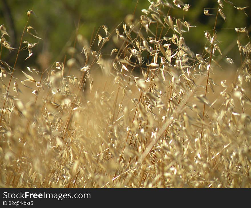 Grasses in the field kolyshatsya yellow ripe ready for the harvest. Grasses in the field kolyshatsya yellow ripe ready for the harvest