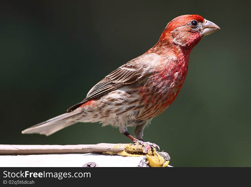 House Finch perched on bird feeder