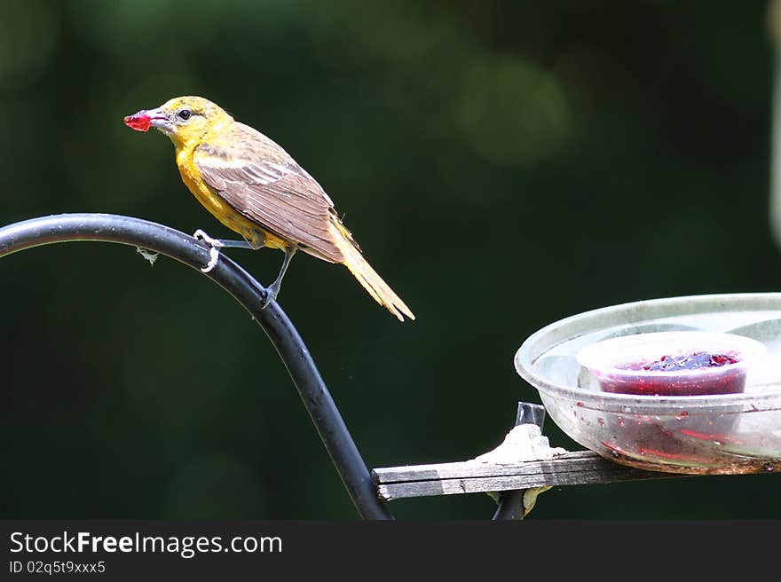 Baltimore Oriole