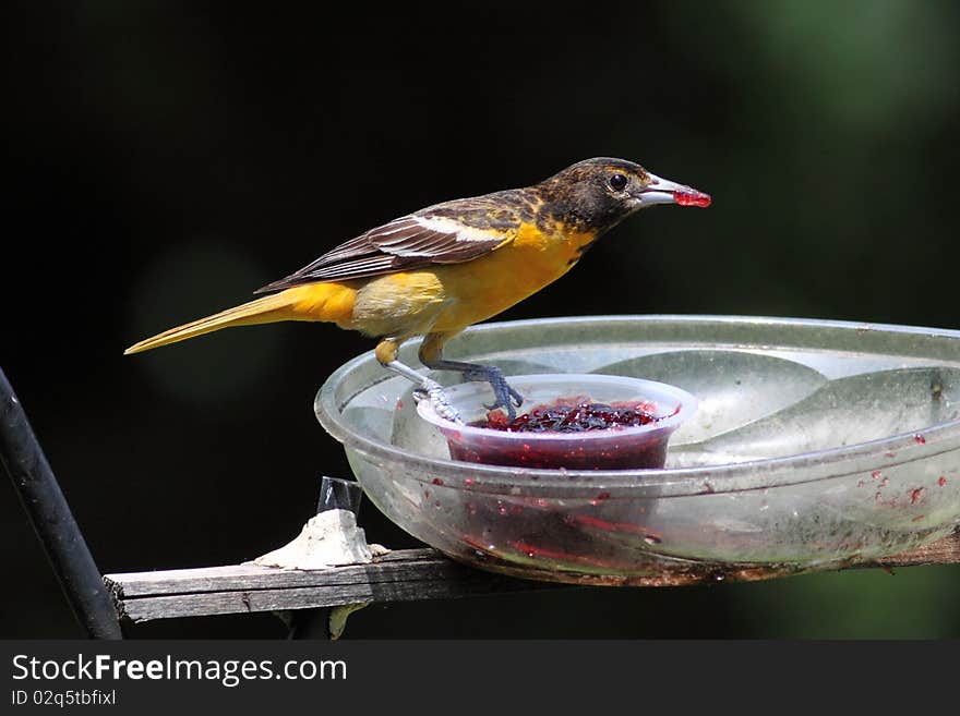 Baltimore Oriole