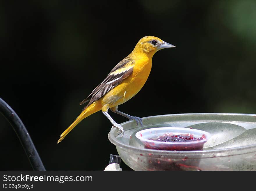 Baltimore Oriole female