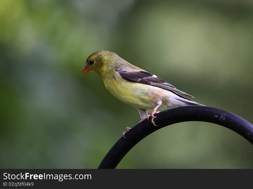 American Goldfinch