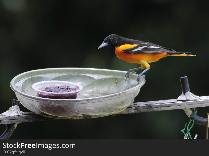 Baltimore Oriole