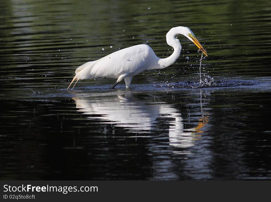 Great White Egret