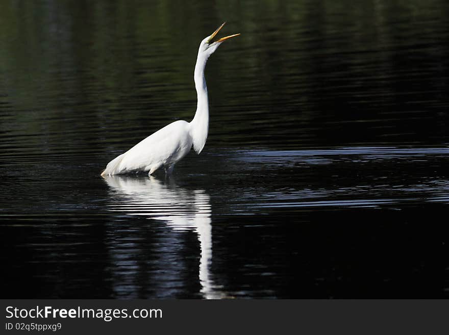 Great White Egret