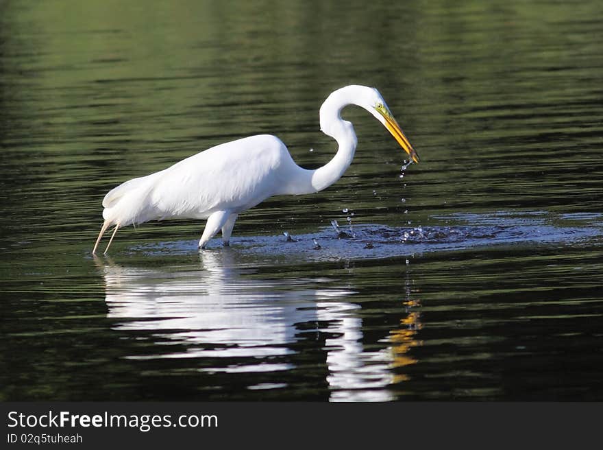 Great White Egret