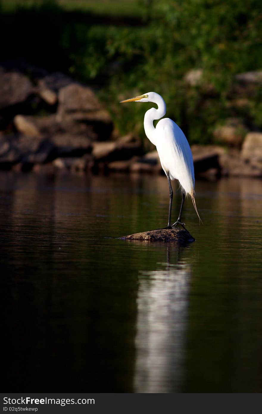 Great White Egret