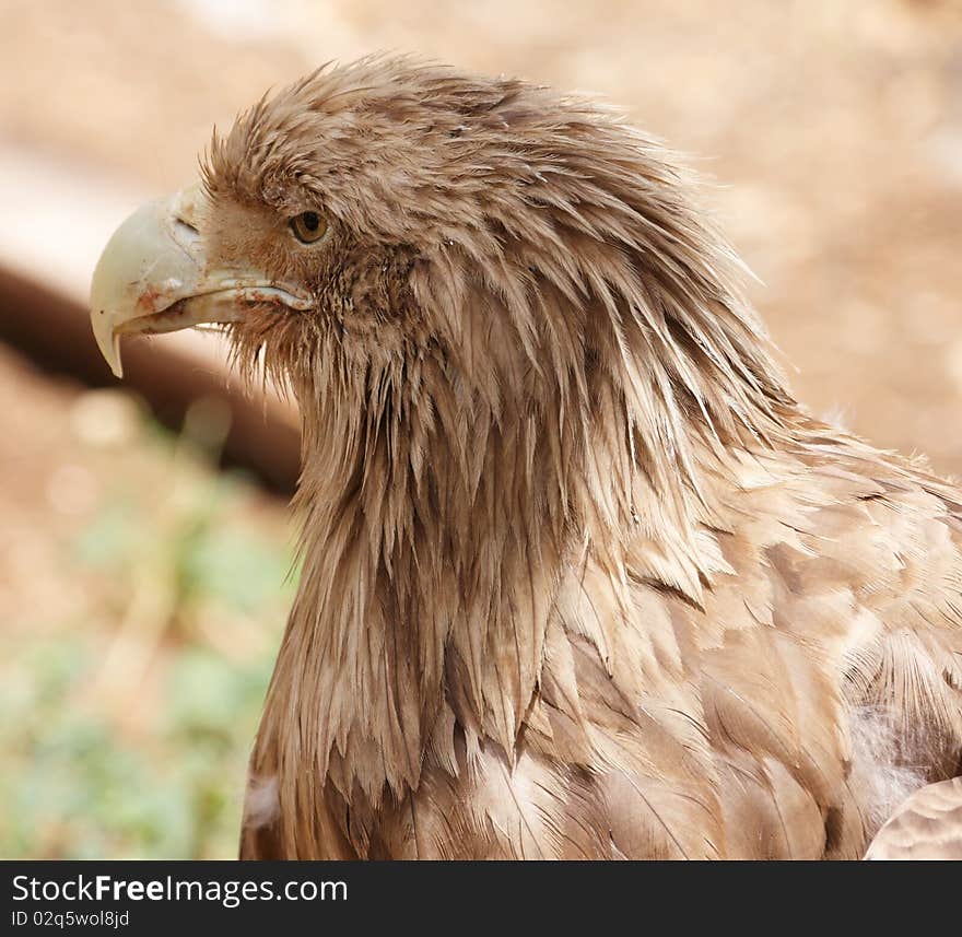 Head of bitrds of prey  with brown background