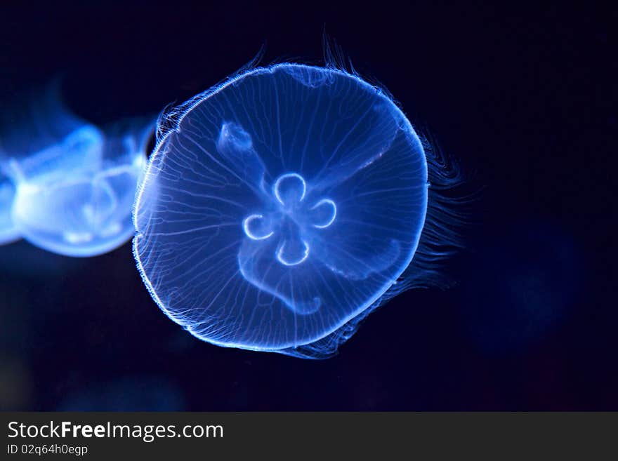 Jellyfish cnidaria floating in the aquarium