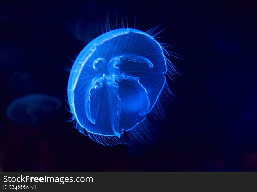 Jellyfish cnidaria floating in the aquarium