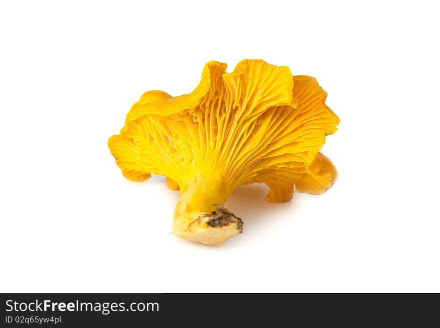 One chanterelle  isolated on white background