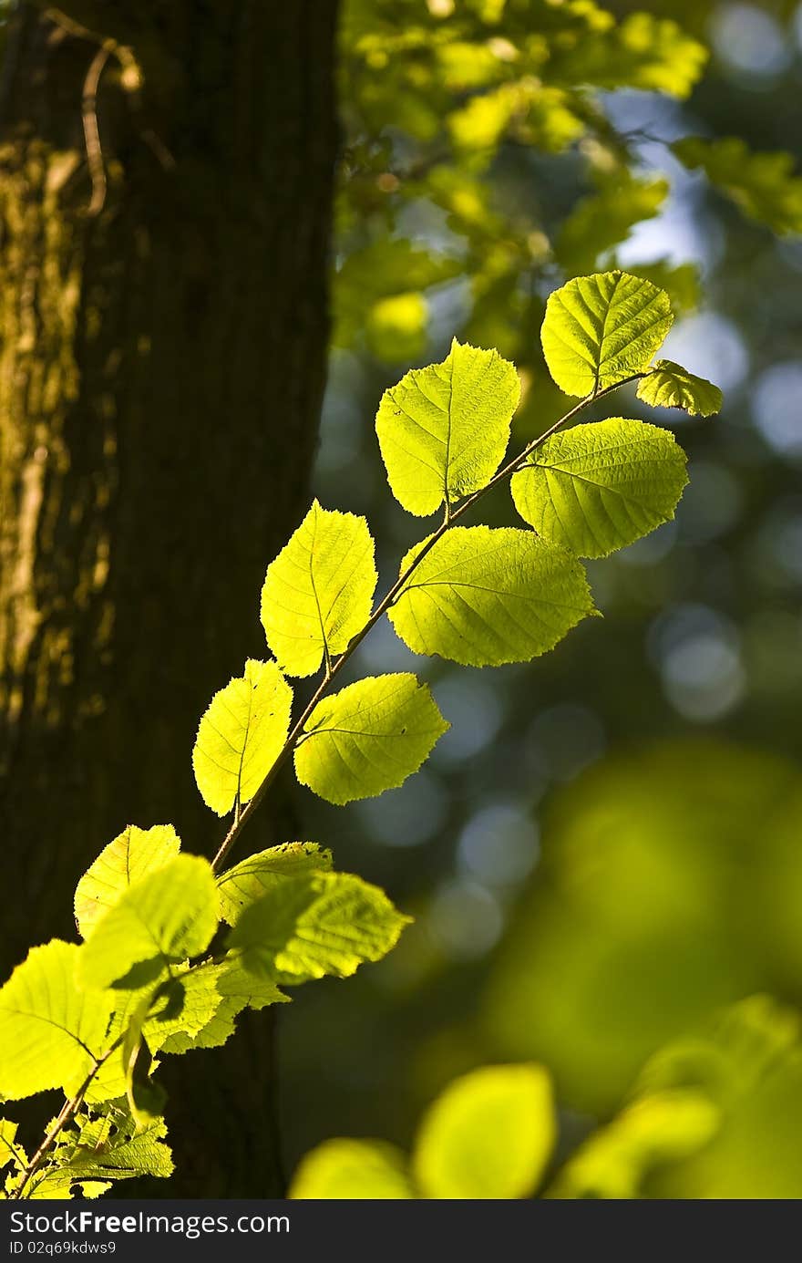 The Branch of Hornbeam tree with the green leaves