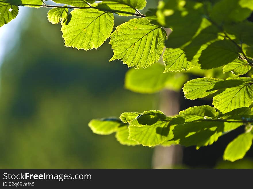 The Branch of Hornbeam tree with the green leaves