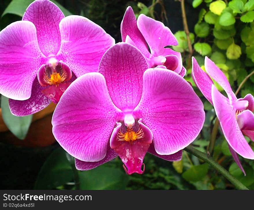 Violet orchids