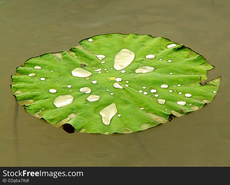 Nenuphar Leaf