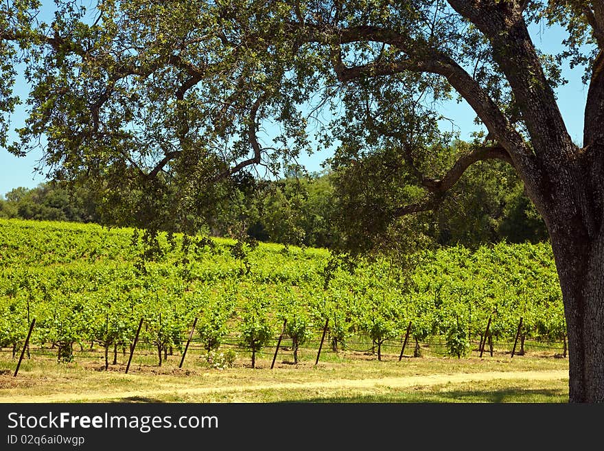 Shenandoah Valley Vineyards