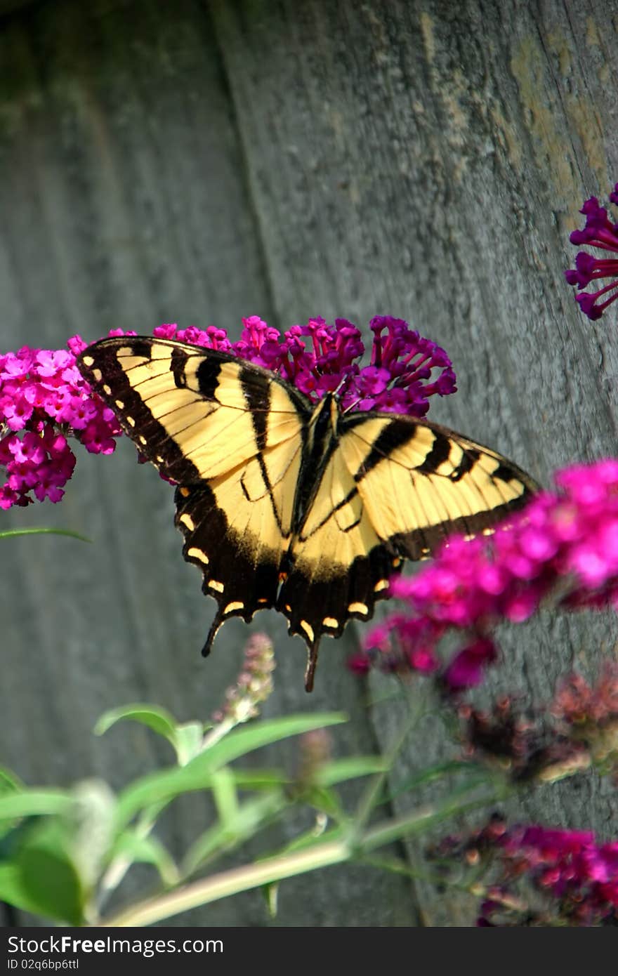 Beautiful yellow swallowtail butterfly on butterfly bush