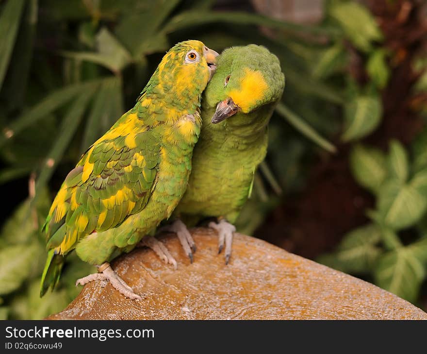 A parrot scratching its partners nape with its beak. A parrot scratching its partners nape with its beak