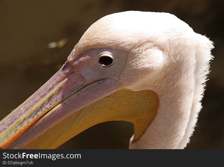 Pelican Portrait