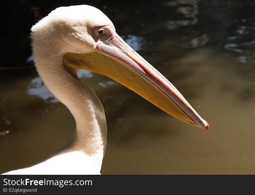 Pelican portrait