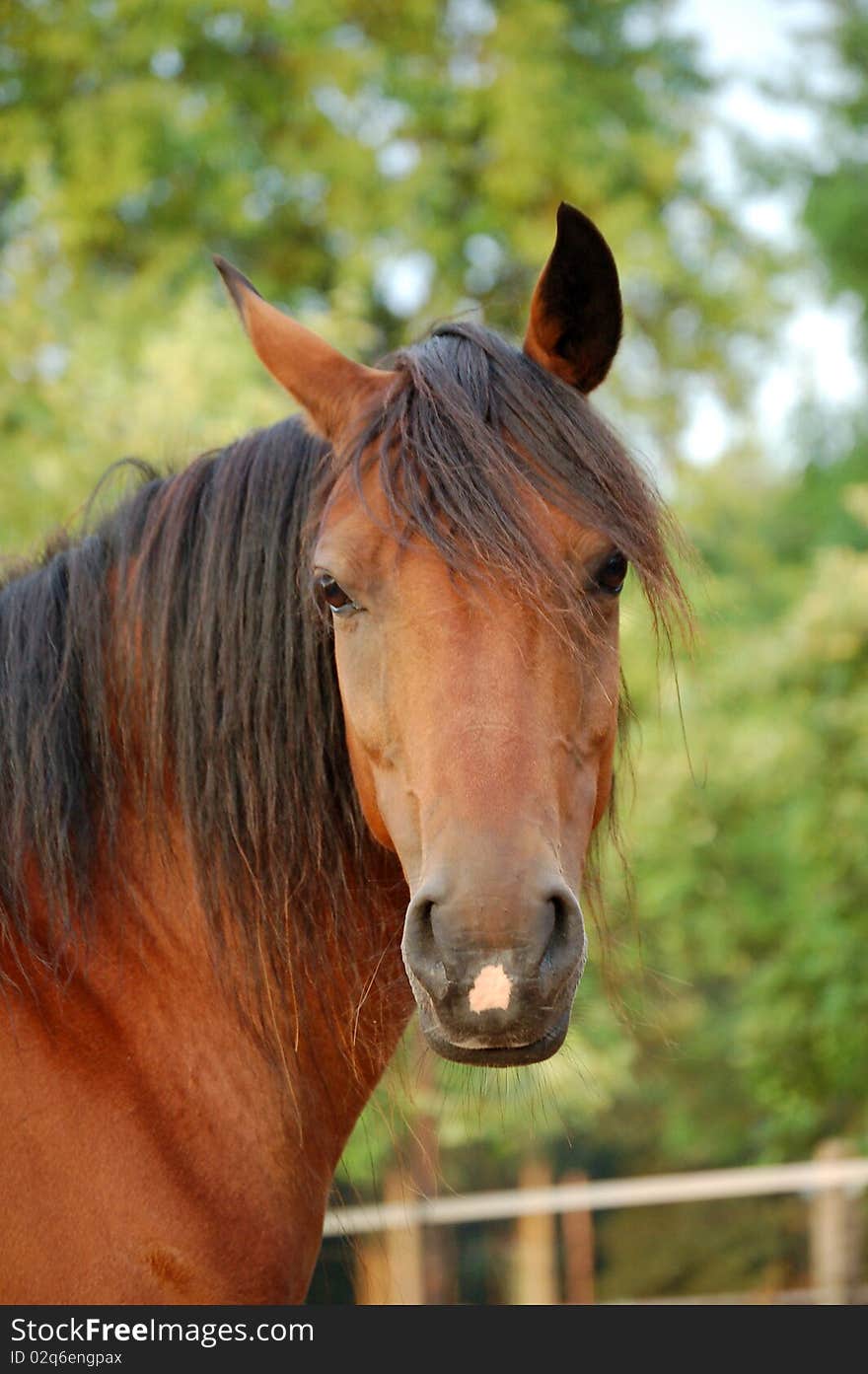 A brown New Forrest horse looking at the camera in a grassland. A brown New Forrest horse looking at the camera in a grassland.