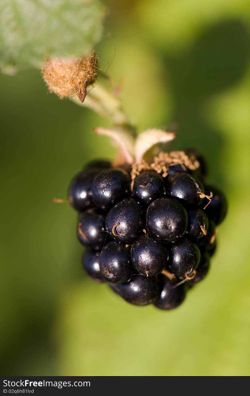 Blackberries with green leaves on a green backgrou