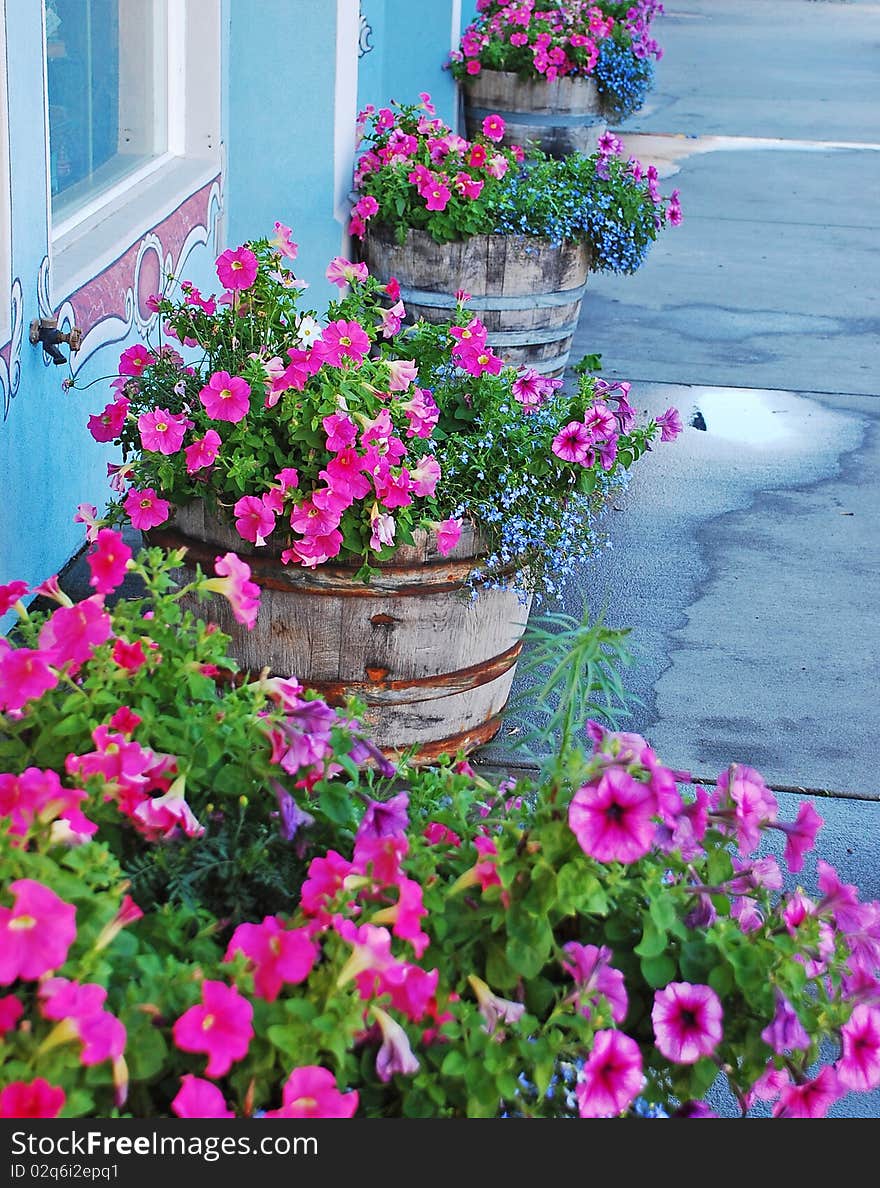 Row of petunia planters on street front. Row of petunia planters on street front