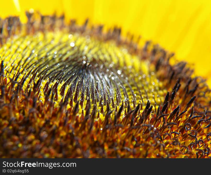 Sunflower Dew